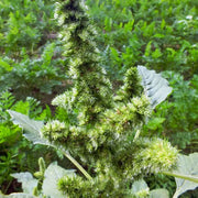 Retroflexus Amaranth Seeds