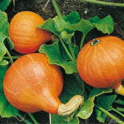 Red KuriSquash Seeds