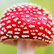 Red White Mushroom Spawn Seeds