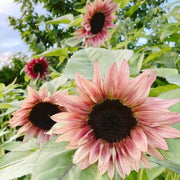 Premium Pink Sunflower Seeds