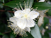 Myrtus Communis Seeds