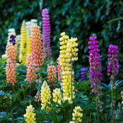 Russell Hybrid Mix Lupine Seeds