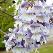 Fortunei Paulownia Seeds