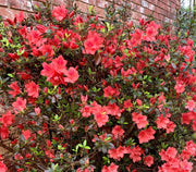 Vibrant Bloom Red Azalea Seeds