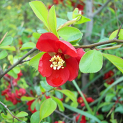 Japanese Quince Chaenomeles Japonica Seeds