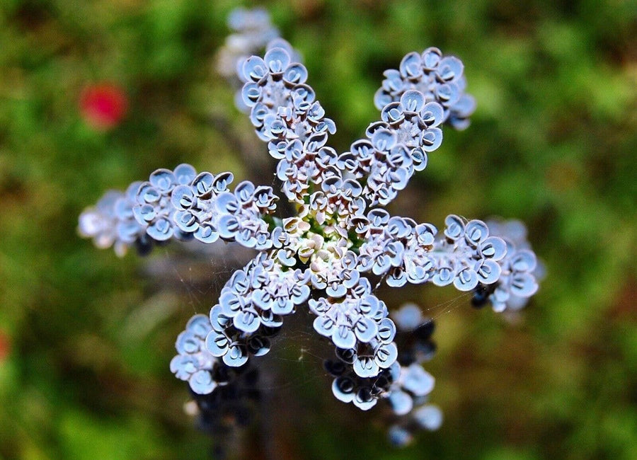 Dark Blue Kalanchoe Seeds