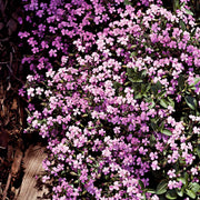 Ground Cover Soapwort Seeds