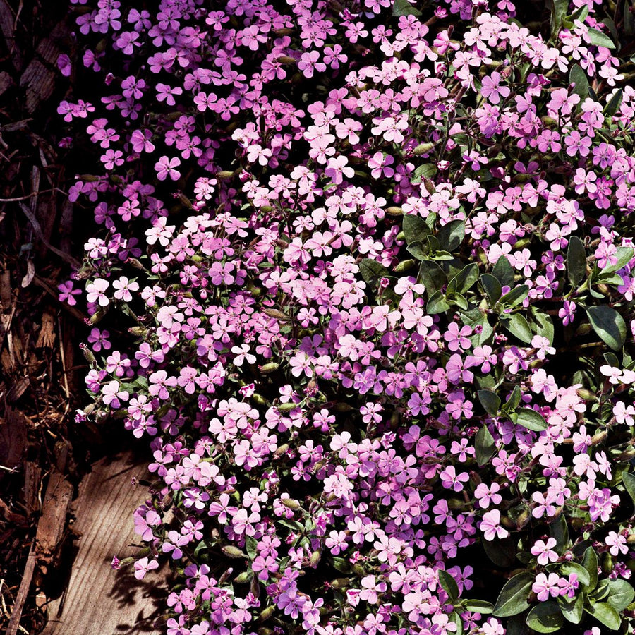 Ground Cover Soapwort Seeds