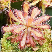 Carnivorous Sundew Seeds