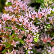 Broadleaf Stonecrop Sedum Pulchellum Seeds