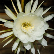 Queen of The Night Seeds