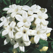 Stephanotis Madagascar Jasmine Seeds