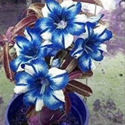 Blue White Adenium rose Seeds