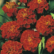 African Red & Yellow Marigold Seeds