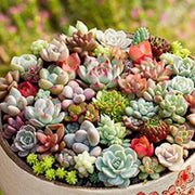 Color Mix Echeveria Seeds, Herbal