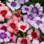 Sweet Seeds, Dianthus barbatus Flower Seeds