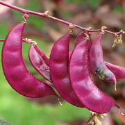 Hyacinth Bean Seeds, Lablab Purpureus