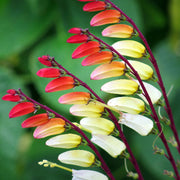 Lobata Ipomoea Seeds