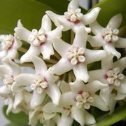 Wildflower Mix Hoya White Seeds