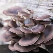 Gray Mushroom Seeds