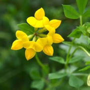 Wildflowers Bird's Foot Trefoil Seeds