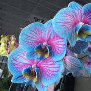 Blue & Pink Phalaenopsis Orchid Seeds