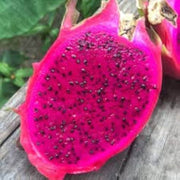 Pink Dragon Seeds