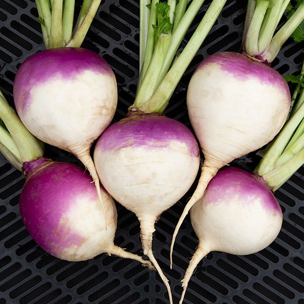 Purple Rutabaga Seeds