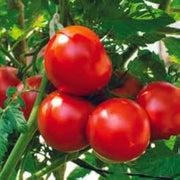 Peron Sprayless Tomato Seeds