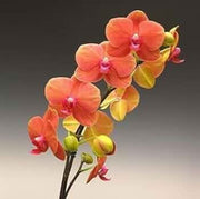 Orange Mini Orchid Seeds