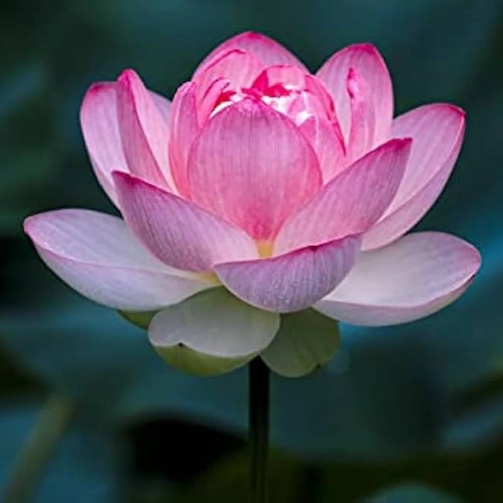 Pink Sacred Lotus Seeds