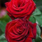 Maroon Rose Seeds