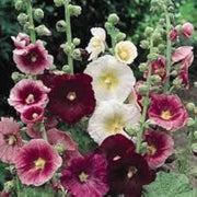 Giant Danish Mix Hollyhock Seeds
