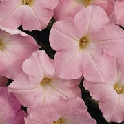 Baby Pink Petunia Seeds