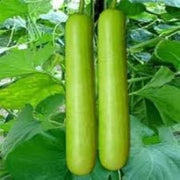 Long Collins Gourd Seeds