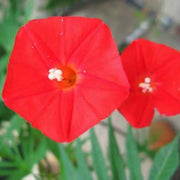 Wildflower Mix Ipomea Seeds