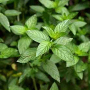 Wild Mint Seeds