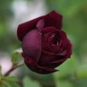Burgundy Rosa spp. Seeds
