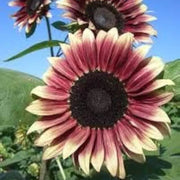 Cherry Rose Sunflower Seeds