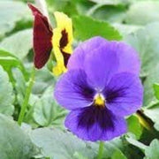 Bright Mexican Pansy Seeds