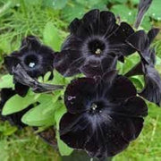 Black Petunias Seeds