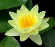 Yellow & Golden Lotus Seeds