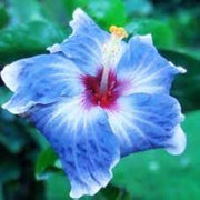 Blue White Hibiscus Seeds