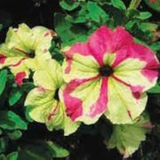 Red & Yellow Petunia Seeds