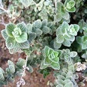 Wild Zaatar Oregano Seeds, Herbal