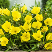Evening Primrose Oenothera Macrocarpa Seeds