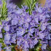 Violet Rosemary Seeds, Herbal