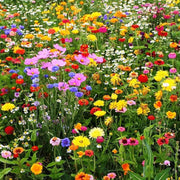 Mix Wildflower Seeds