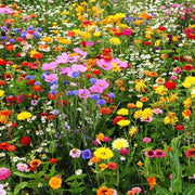 Mix Perennial Wildflower Seeds