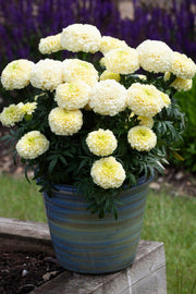 African White Marigold Seeds